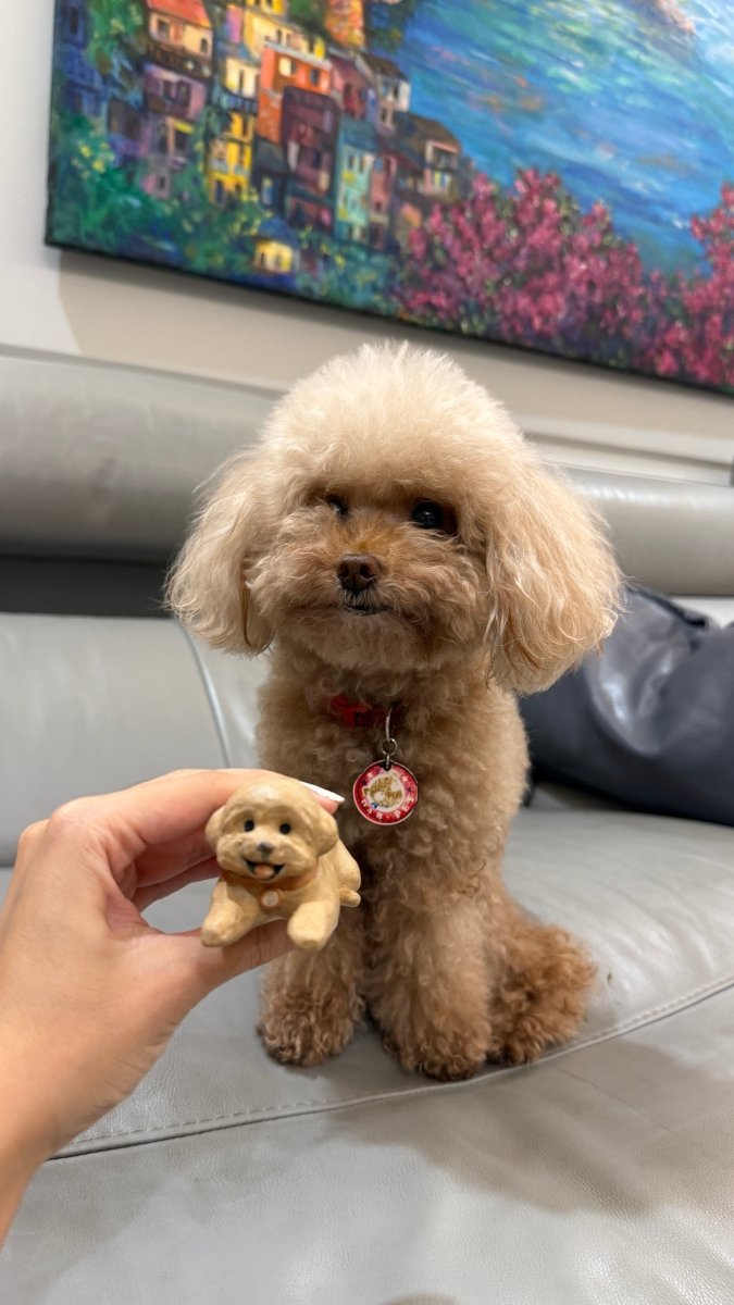 Poodle with her mini me - Pawttery