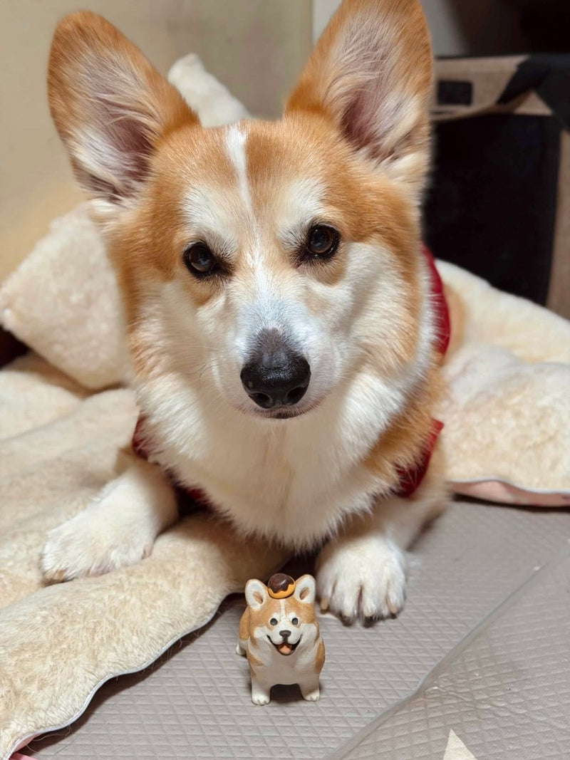Corgi wearing pudding like a hat 🇭🇰