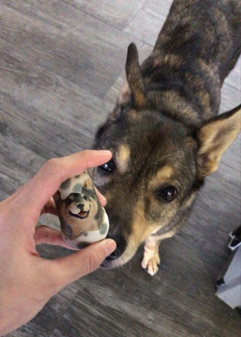 @Ingoodthymepet 🇸🇬