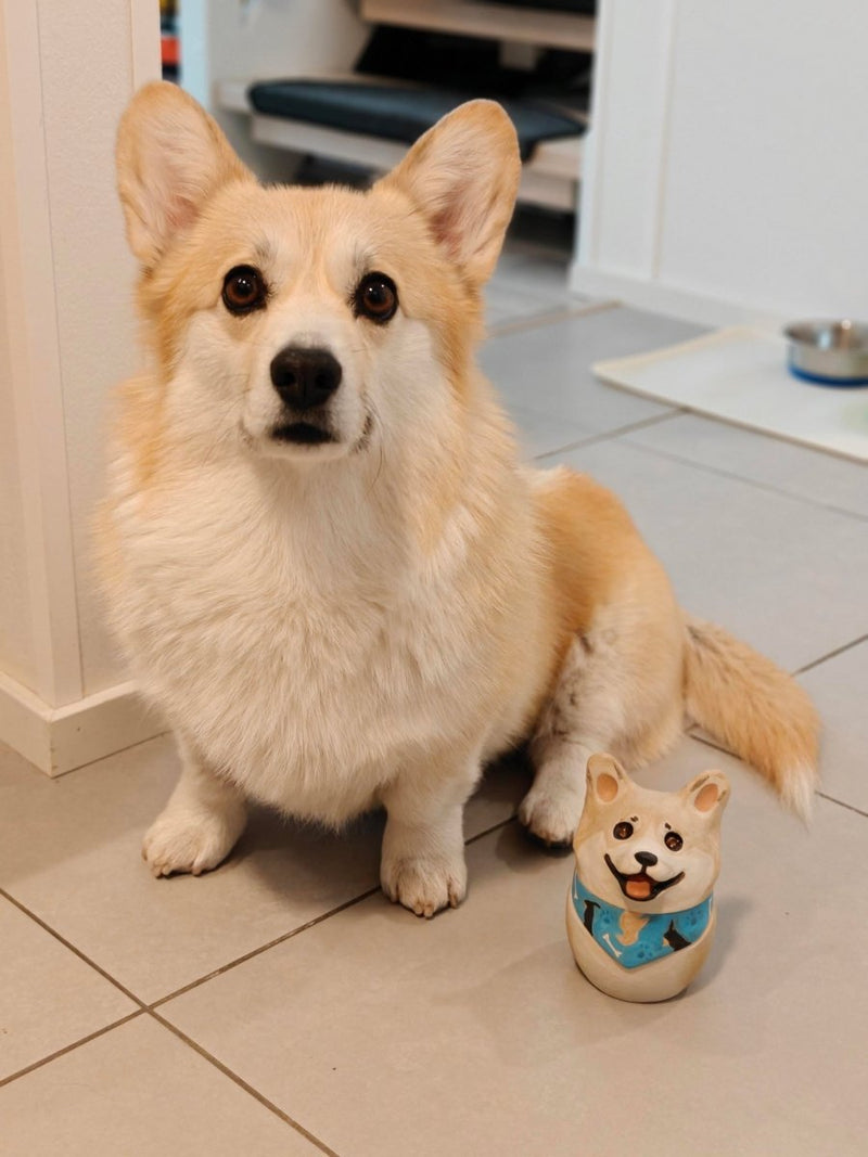 Corgi with her mini jar 🇫🇮