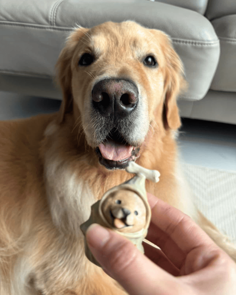 @dexterseehum 🇸🇬 - Pawttery