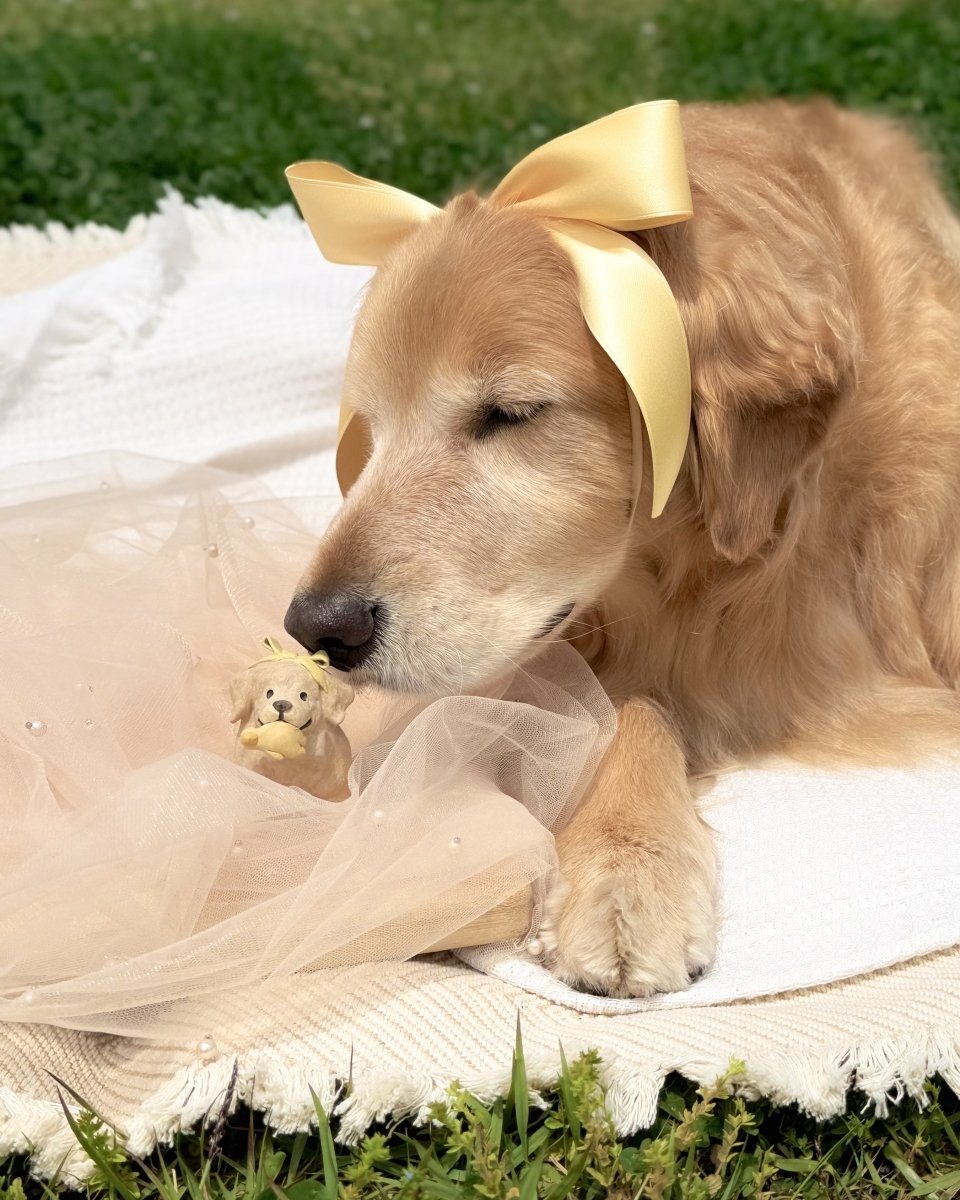 @goldenr.bella - Pawttery