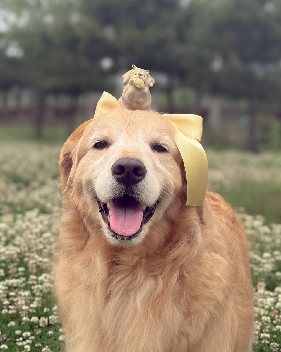 @goldenr.bella - Pawttery
