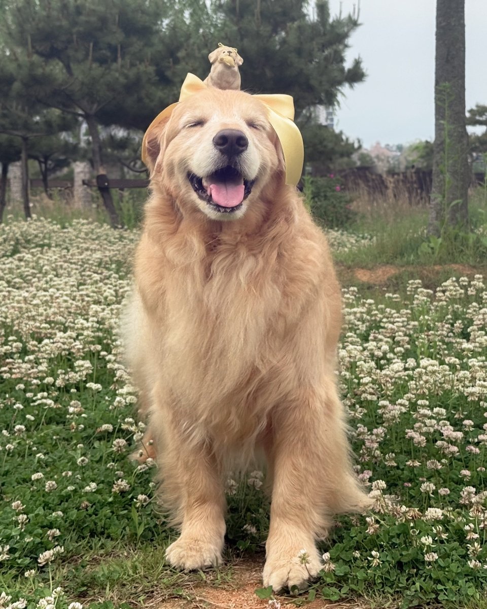 @goldenr.bella - Pawttery
