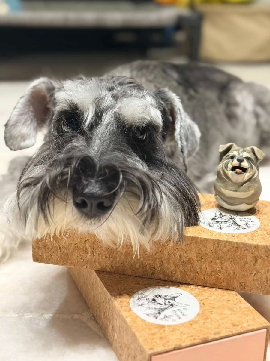 @its_sir_otto 🇸🇬 - Pawttery