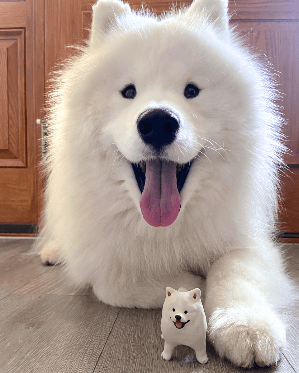 @kingkaithesamoyed - Pawttery