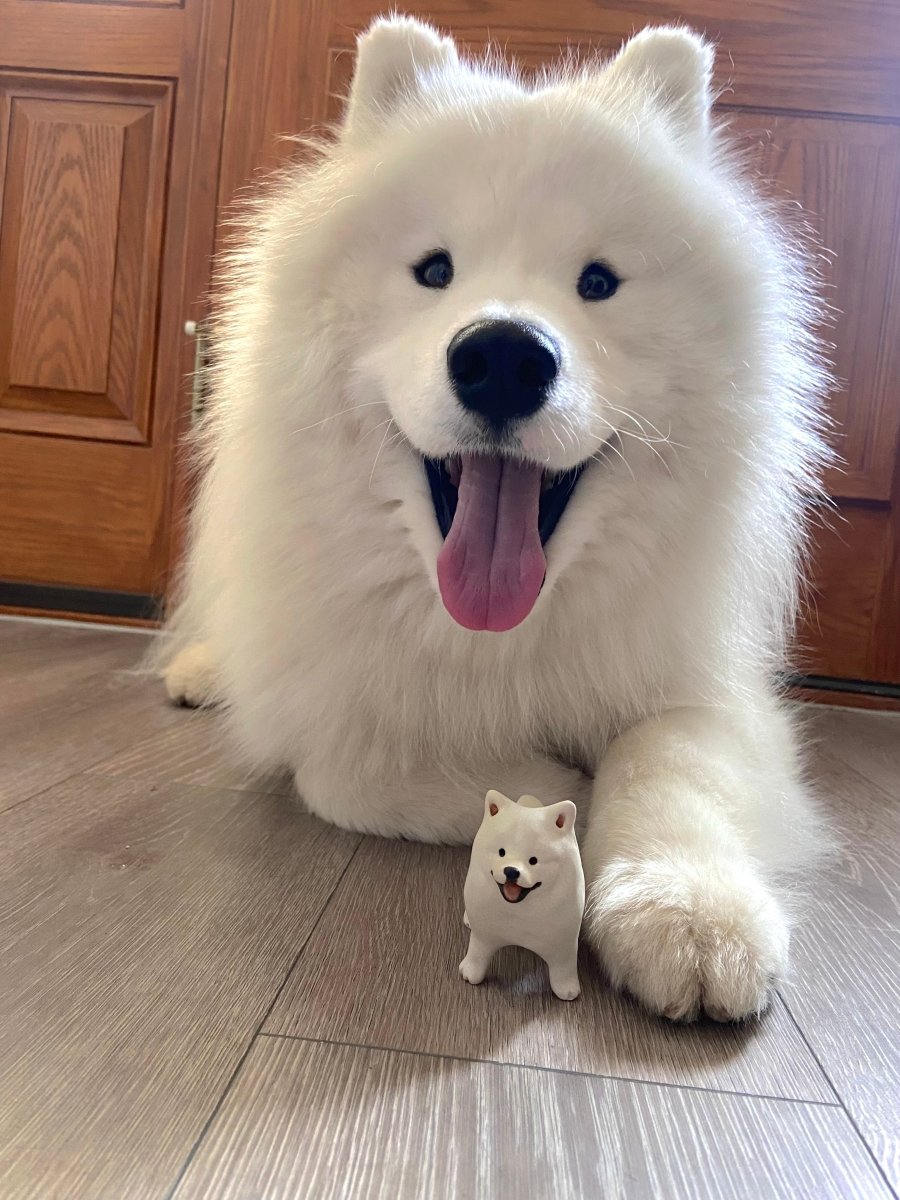 @kingkaithesamoyed - Pawttery