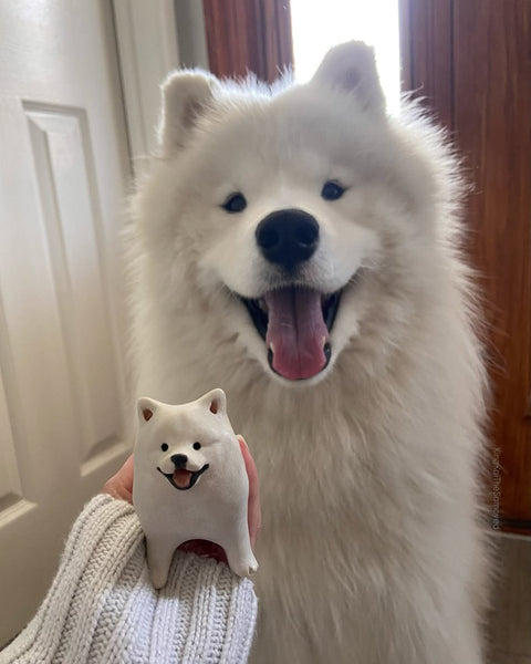 @kingkaithesamoyed