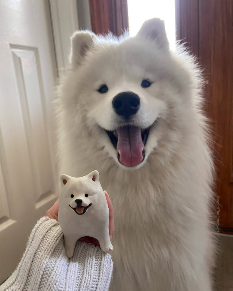 @kingkaithesamoyed 🇺🇸