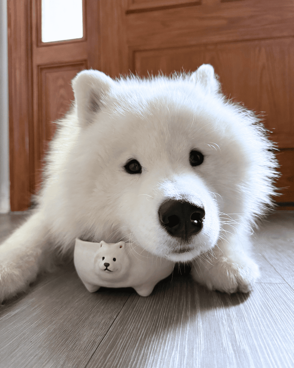 @kingkaithesamoyed (bowl) - Pawttery