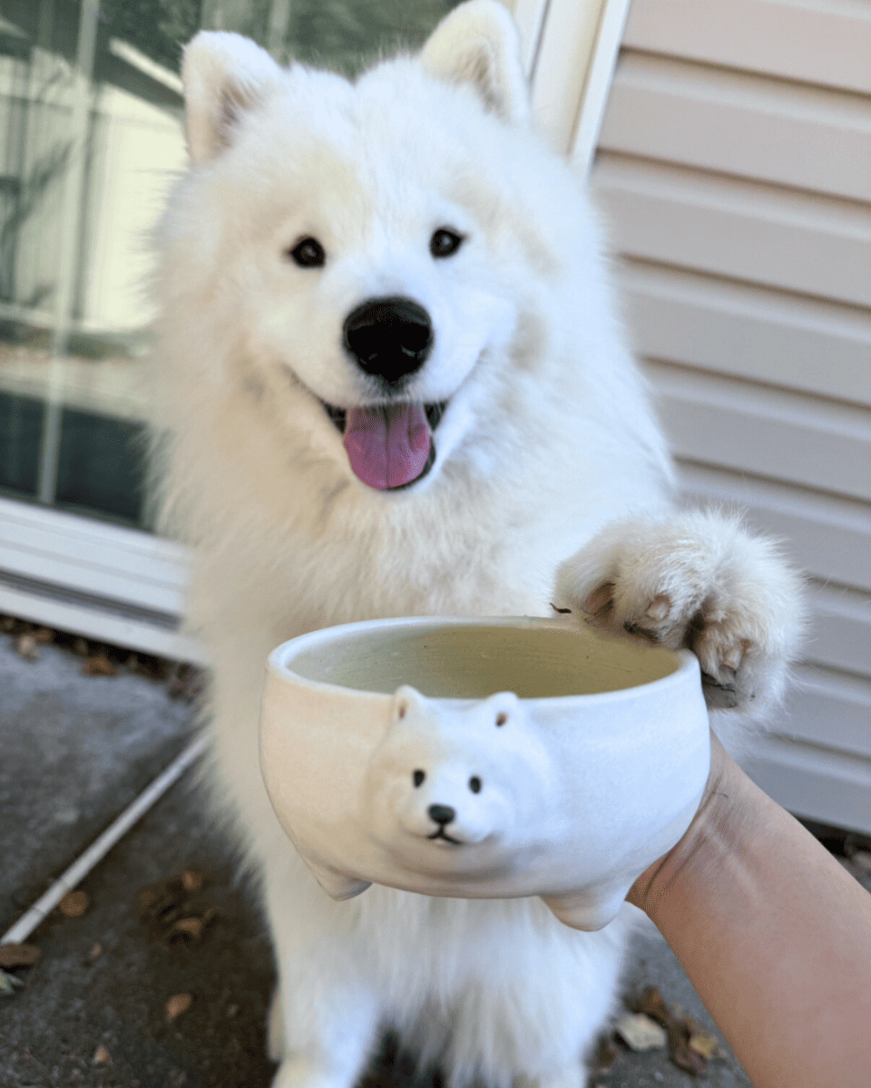 @kingkaithesamoyed (bowl) - Pawttery