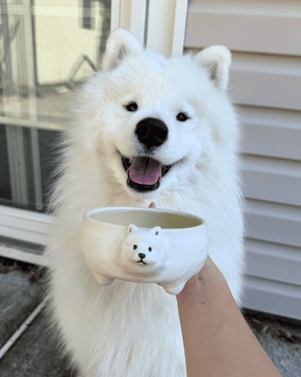 @kingkaithesamoyed (bowl) - Pawttery