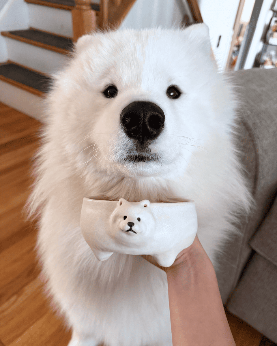 @kingkaithesamoyed (bowl) - Pawttery