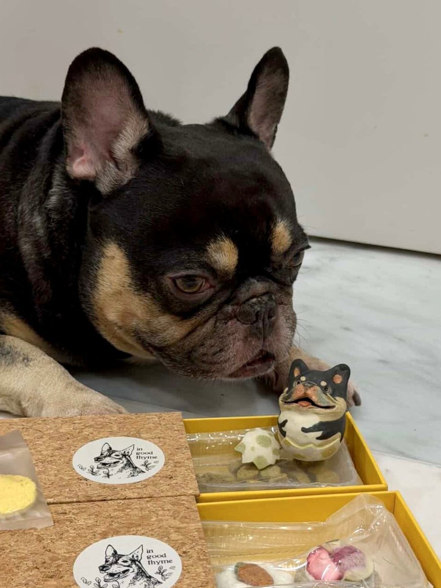 @tobythefrenchiie 🇸🇬 - Pawttery