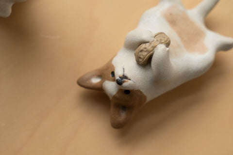Chihuahua lying belly up