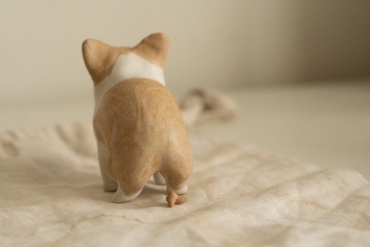 Corgi in a private moment - Pawttery
