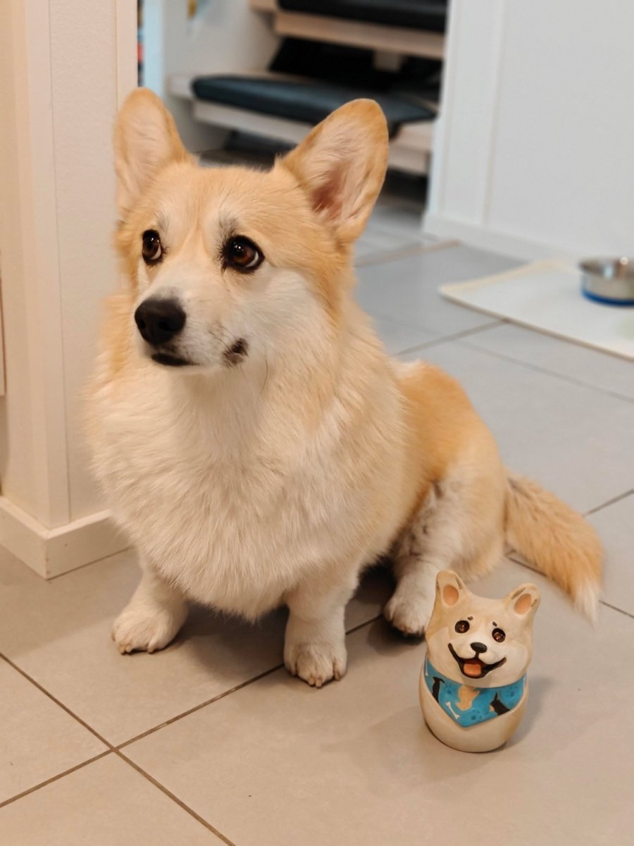 Corgi with her mini jar 🇫🇮 - Pawttery