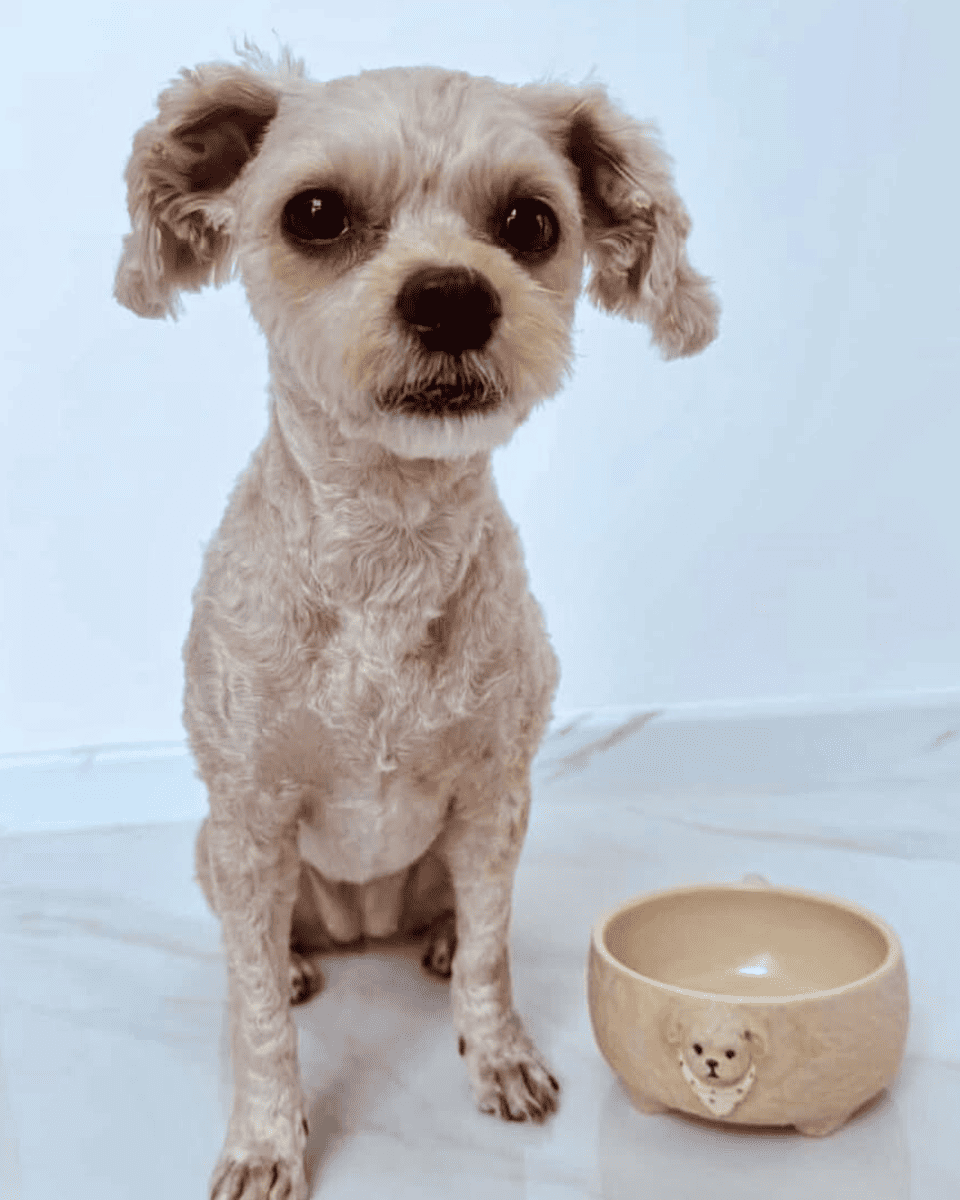 Custom Maltipoo Bowl - Pawttery