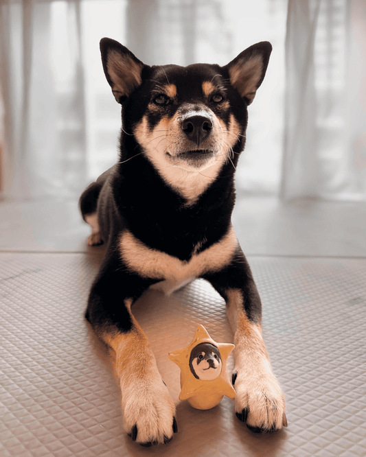 A majestic black-and-tan Shiba Inu named Juno is looking intently at the camera, with a small, custom-made ceramic figurine of a Shiba Inu face nestled inside a soft, plush yellow star toy between its paws, showcasing a unique and adorable Pawttery personalized gift