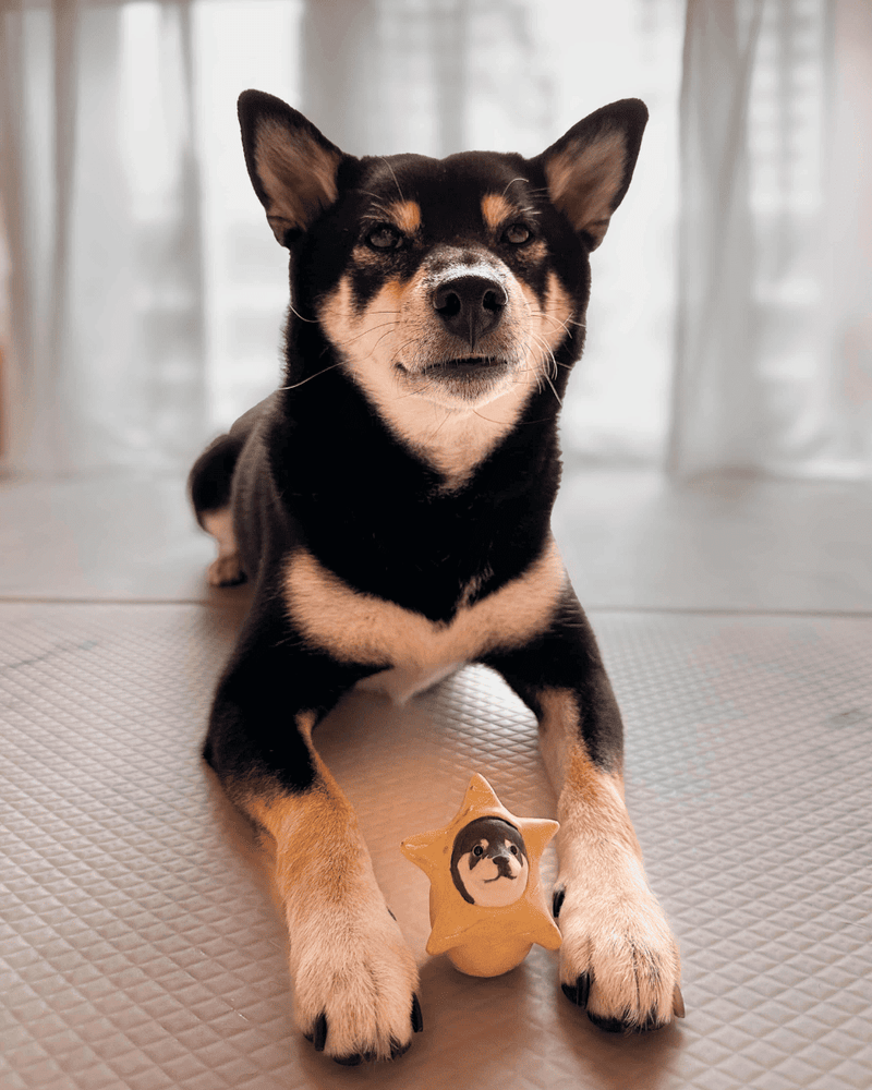 @juno.theshibe 🇸🇬