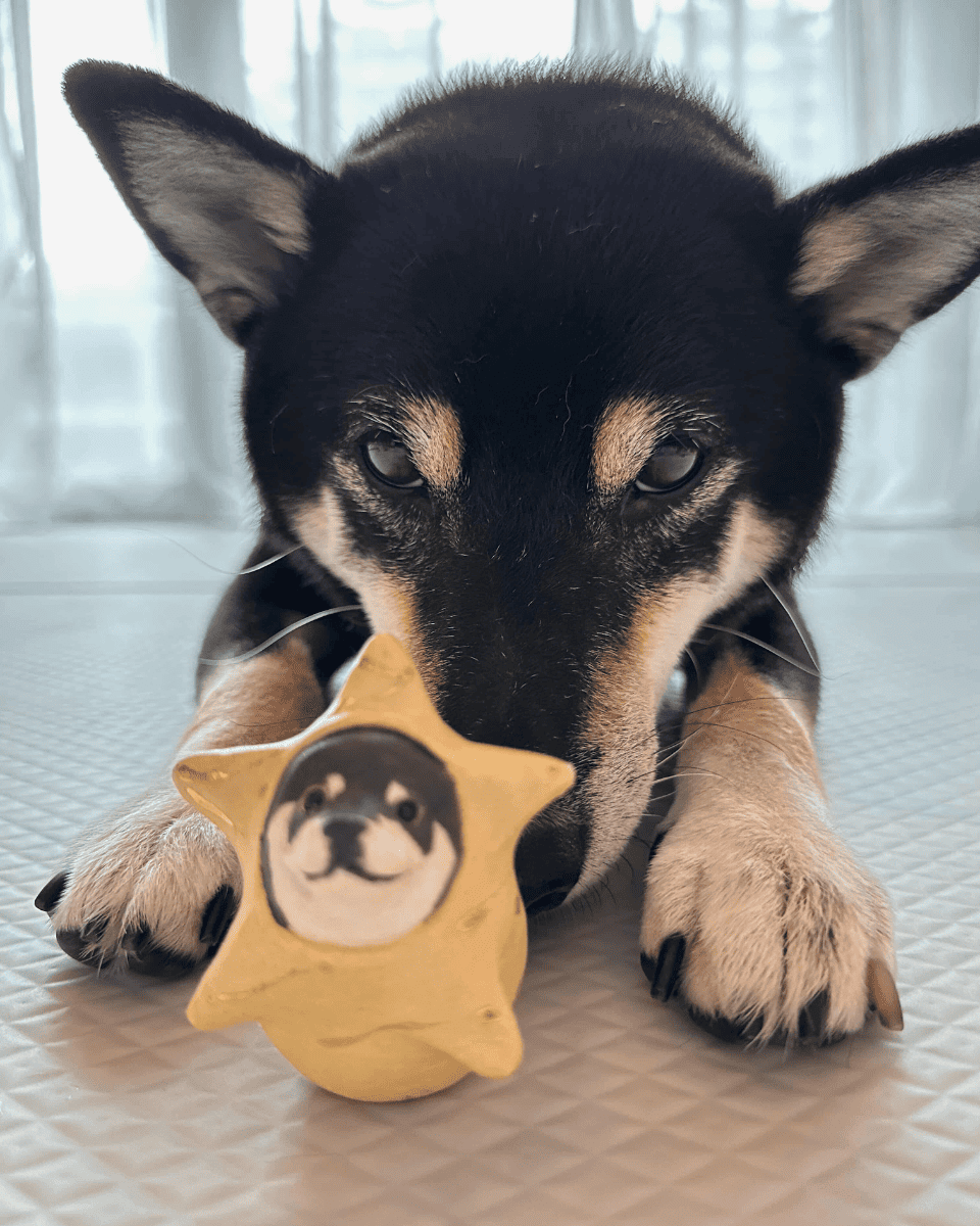 Dog playing with a star-shaped toy featuring another dog's face on a white surface.
