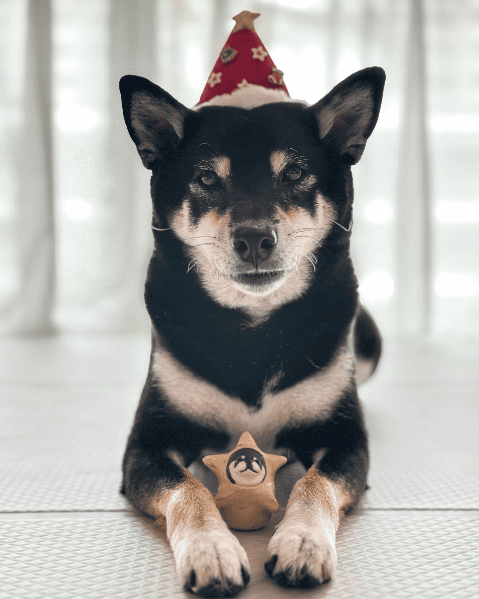 Dog wearing a party hat with a star-shaped toy on a light background