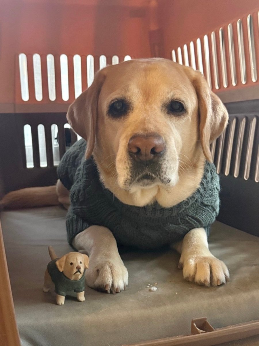 Labrador wearing green sweater - Pawttery