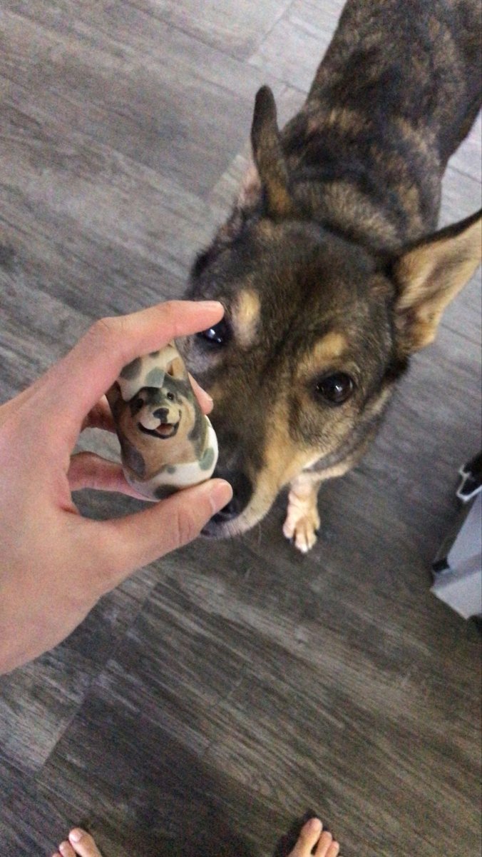 Testing rolypoly - Pawttery
