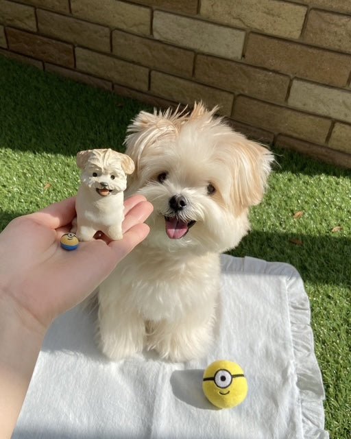 Custom pet portrait pottery figurine next to Tete the Maltipoo. Hand-painted ceramic dog sculpture. Maltese poodle mix gift idea.