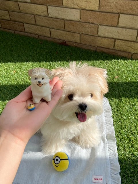Japanese influencer Tete the Maltipoo sits with a custom ceramic dog figurine. Artisan pottery pet accessory.
