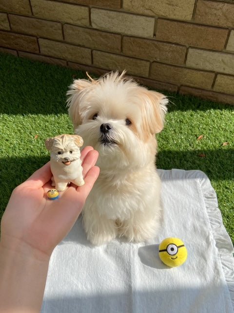 Small white dog sitting on a towel with a hand holding a small figurine of the same dog, all against a brick wall and grass background.