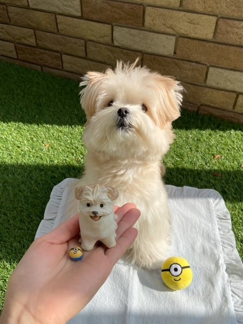 Small white dog sitting on a blanket with a hand holding a small dog figurine and two toys in the foreground.