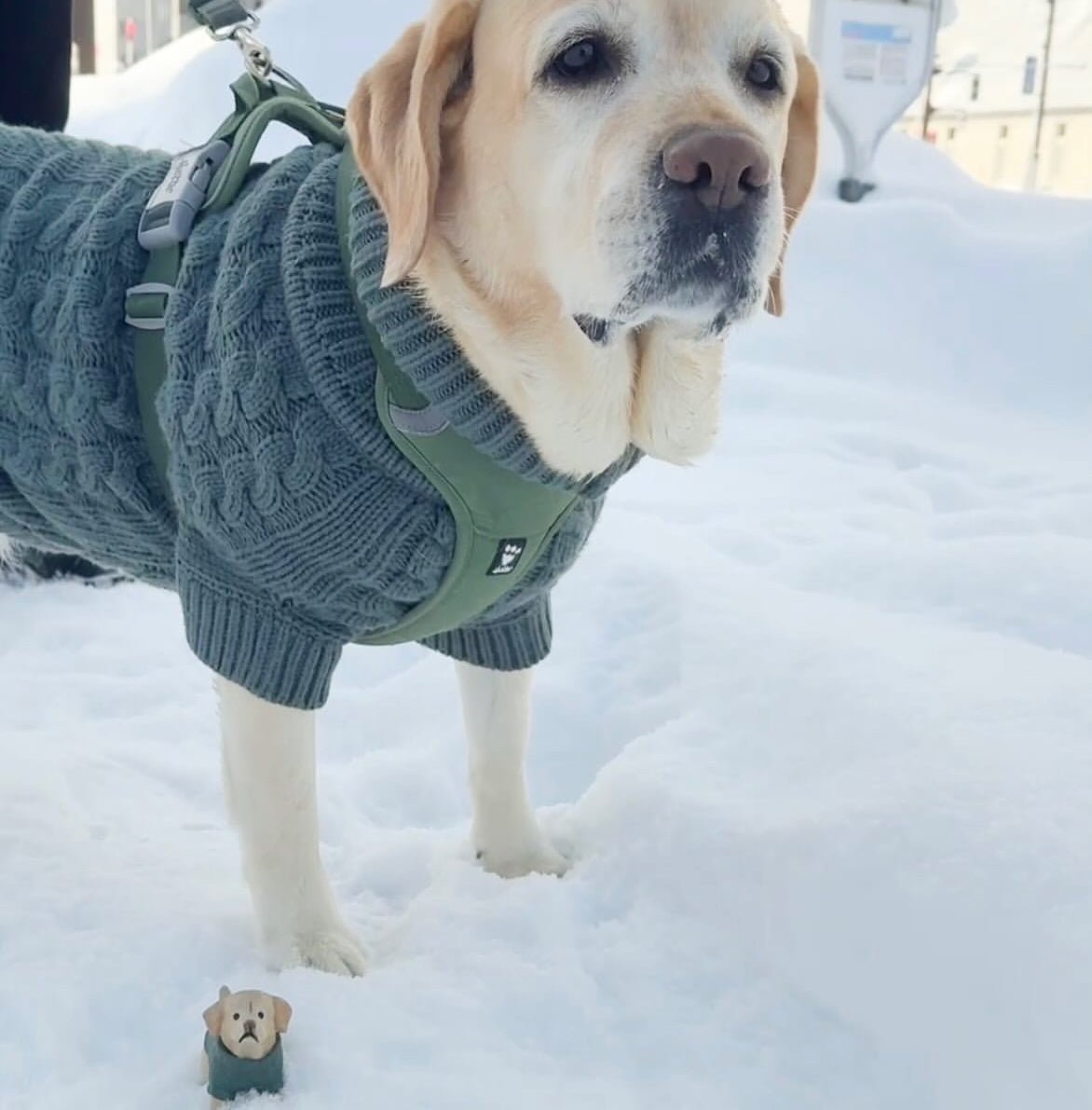 Dog wearing a gray sweater and green harness standing in the snow.